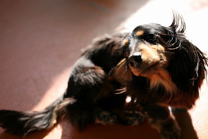 ߥ˥奢åե dog0164-039