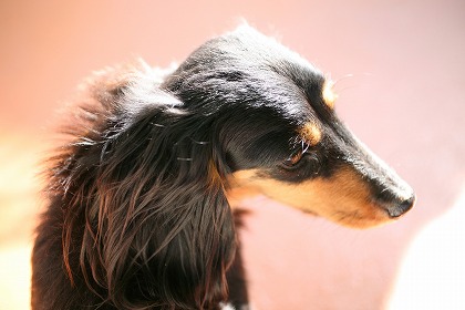 ߥ˥奢åե dog0165-039
