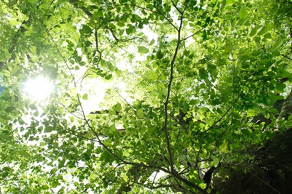 枝・葉のイメージのフリー素材・無料写真素材