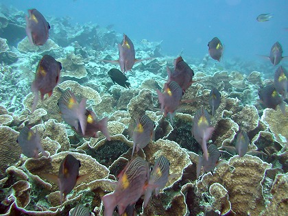 Ǯӵ    fis0108-024