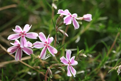 Ǻ han0370-140