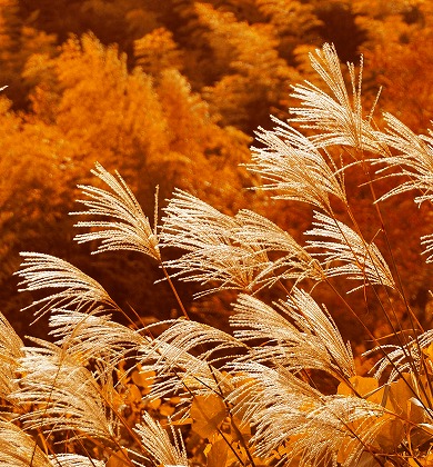 秋のイメージのフリー素材・無料写真素材
