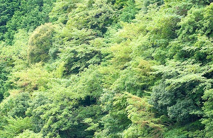 Фڡ  kis0017-003