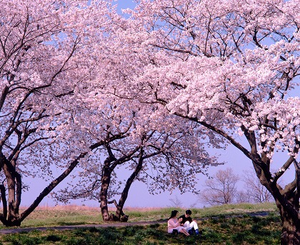 桜のイメージのフリー素材・無料写真素材
