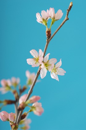 β ֤Ӥ sak0065-005