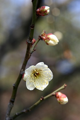  β ume0002-013