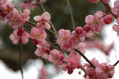 ߤβ  ŷ ume0024-044