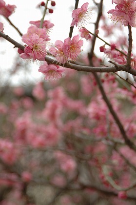 ߤβ  ŷ ume0026-044