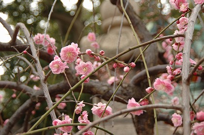 ߤβ  ŷ ume0028-044