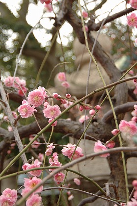 ߤβ  ŷ ume0029-044