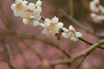 ߤβ  ŷ ume0030-044