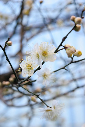  ߤβ ume0038-066