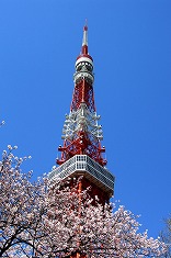 東京タワーと桜 bil0017-002