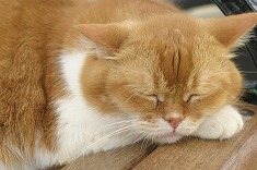 昼寝する猫 cat0052-039