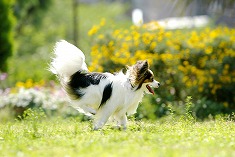 犬・イヌのフリー素材・無料の写真素材 Page1 無料画像素材のプロ・フォト