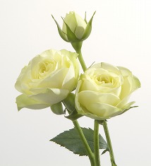 黄色い薔薇 バラの花 つぼみ gft0036-026