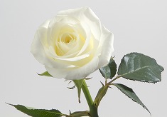 白い薔薇 バラの花 gft0038-026