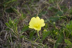 一輪の黄色い花 han0028-009