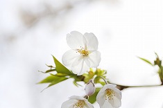 サクラ 桜の花 つぼみ sak0030-024