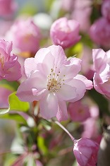 サクラ 桜の花 花びら sak0052-024