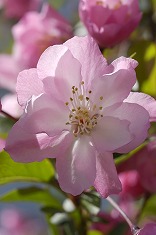 サクラ 桜の花 花びら sak0053-024