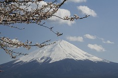 富士山と桜 yam0049-012