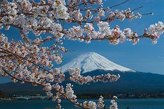 桜と富士山 yam0060-049